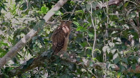 Die-Buffy-Fish-Owl-Ist-Eine-Große-Eule-Und-Doch-Die-Kleinste-Unter-Den-Vier-Fischeulen