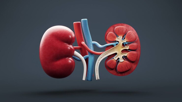 Kidney stone with biology and health care concept, 3d rendering.