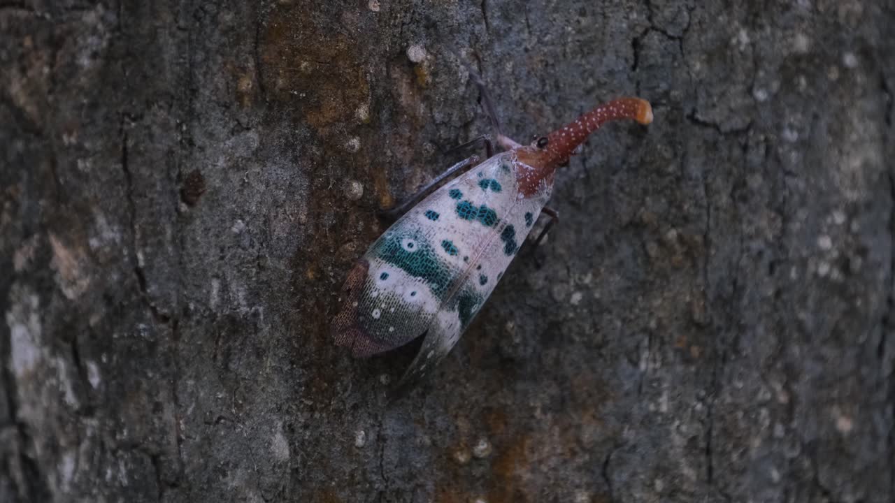 moviéndose hacia los lados hacia la derecha y hacia arriba como se ve casi camuflado en la corteza del árbol, mosca linterna, pyrops ducalis sundayrain, parque nacional khao yai, tailandia