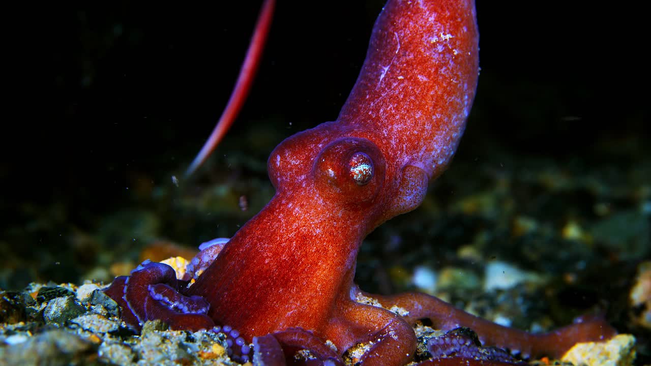 Octopus kaurna Southern Sand Octopus 4k 25fps