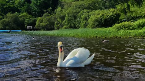 swan and ducks on scottish lake - wide shot