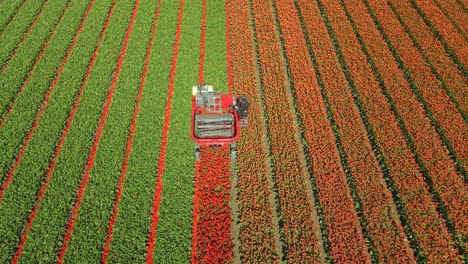 Machine-cutting-red-tulip-petals-on-Dutch-farmland,-leading-lines,-spring