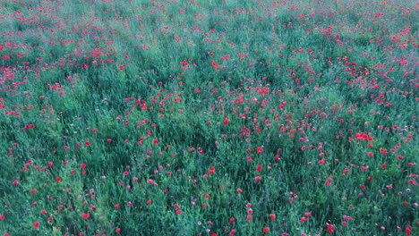 Volando-Sobre-El-Campo-Con-Flores-De-Amapola-Disparando-Drones-Aéreos