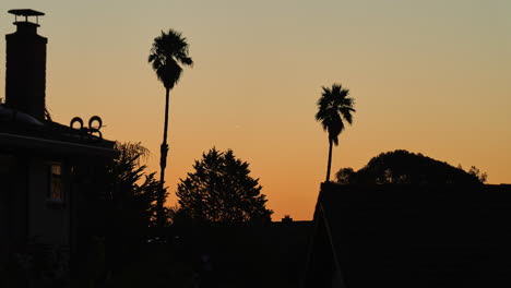stunning sunrise time lapse of sun rising through palm trees