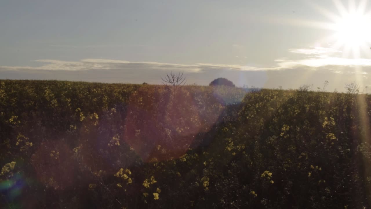 Landscape of rapeseed crop field against sunshine wide panning shot