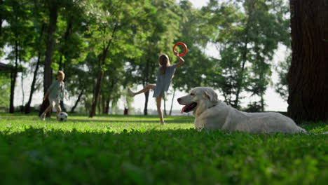 encantador retriever acostado observando el parque. hermanos juguetones pateando la pelota en la hierba