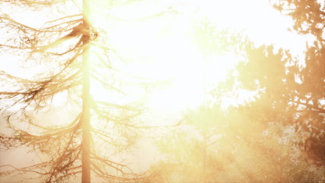 sunlight streaming through trees in a misty forest