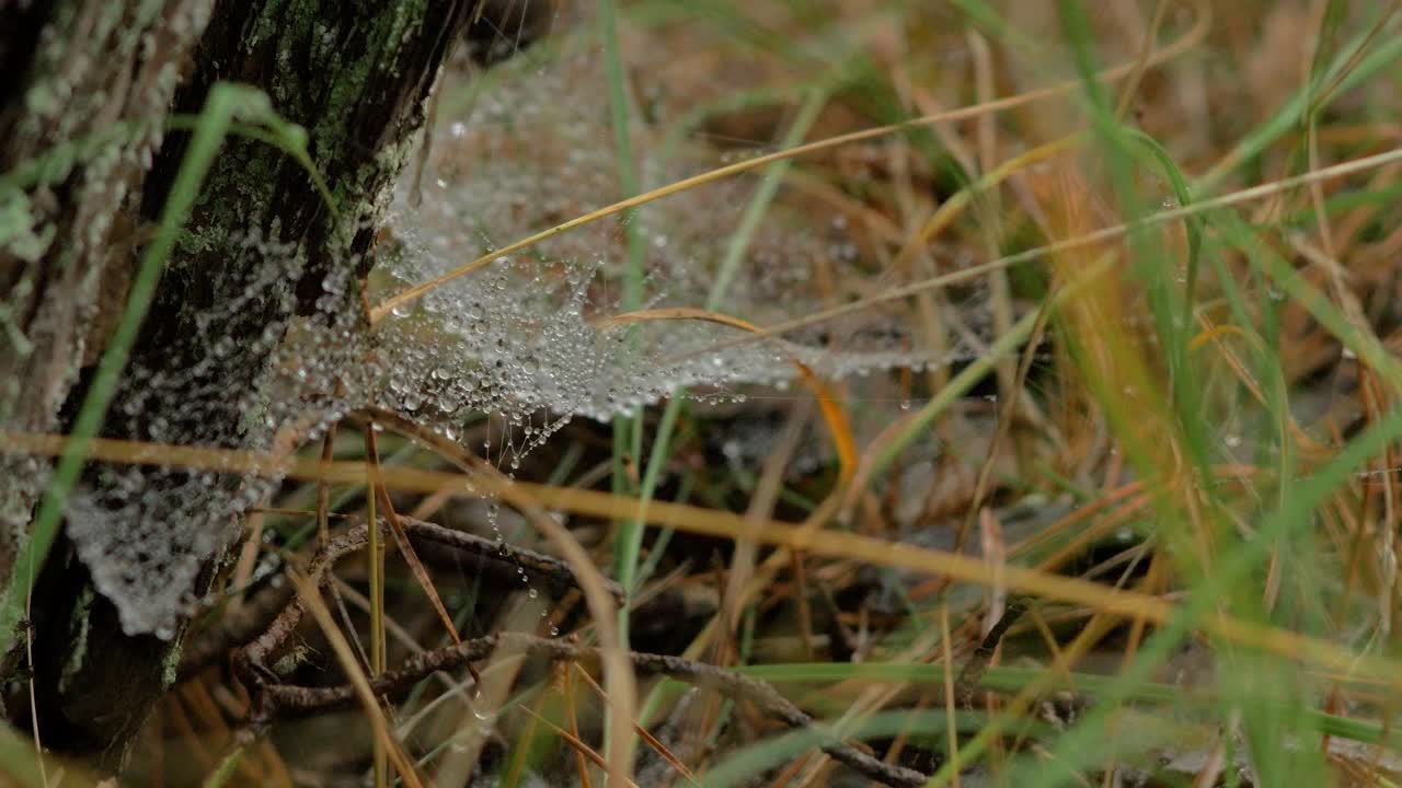 telaraña atrapada cubierta de rocío matutino, colocada en un prado entre tallos, día brumoso en un prado de otoño, tiro cerrado moviéndose lentamente en un viento tranquilo