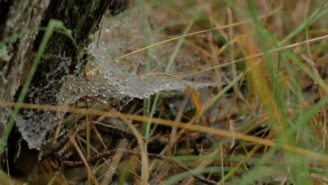 trapping spider web covered with morning dew, placed in meadow between stalks, misty day on an autumn meadow, closeup shot moving slowly in a calm wind