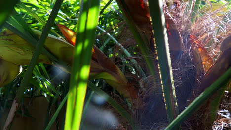 Close-up-of-a-palm-tree-trunk-with-sunlight-shining-through-the-leaves