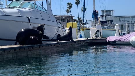 leones marinos descansando en un muelle