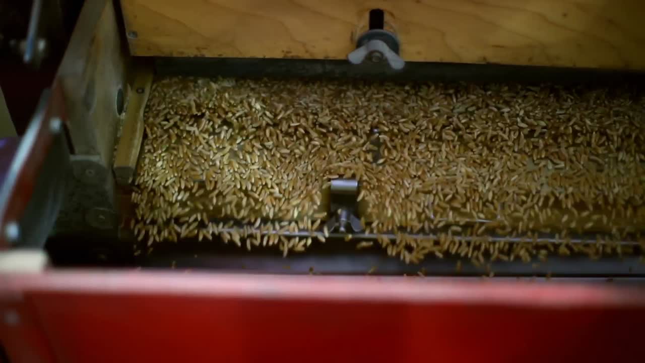 trillado de trigo en la fábrica 4k