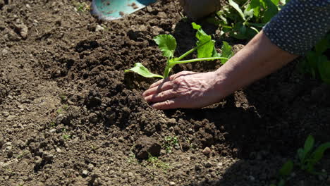 dig up the ground to plant cucumber.