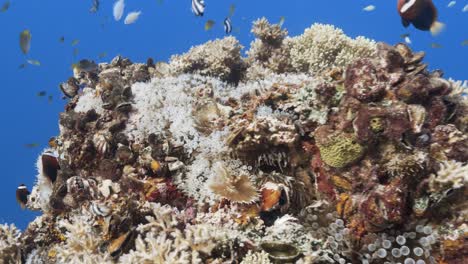 Tropical-coral-reef-with-clown-fish-a-beautiful-staghorn-coral-formation-on-a-shipwreck-in-Palau,-Micronesia