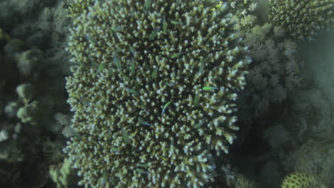 corales en el arrecife del mar rojo