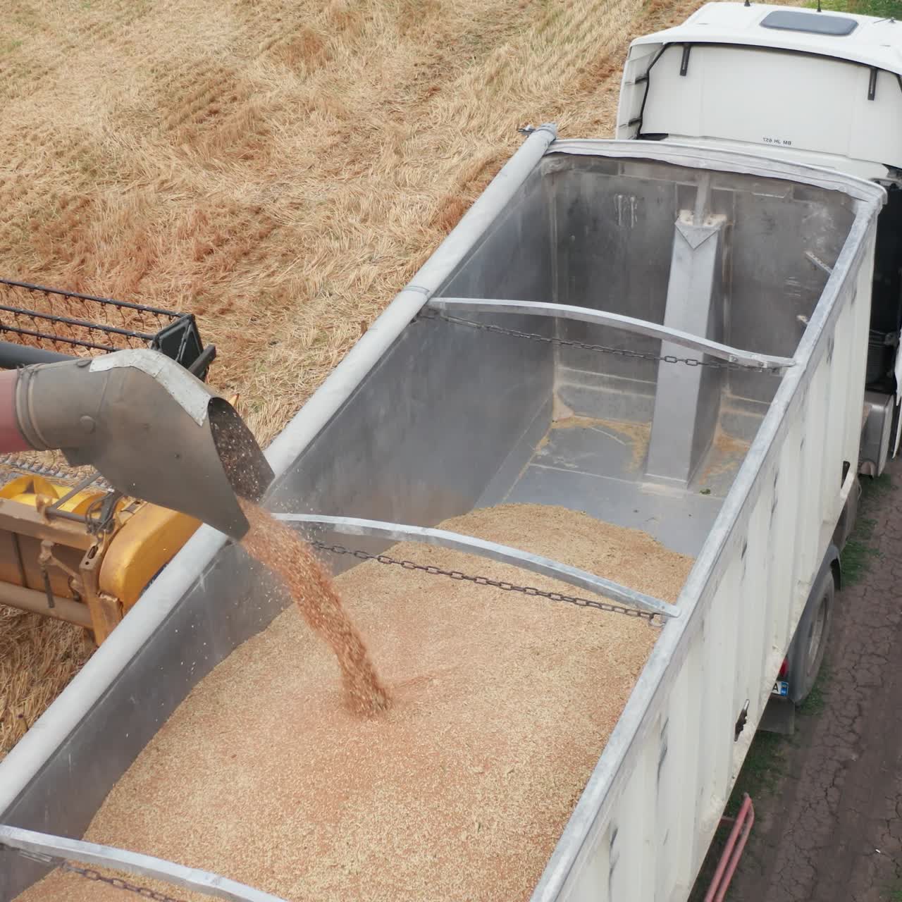 Wheat grain downloaded into tractor from the combine. Top view on the machine being filled with the gathered crops