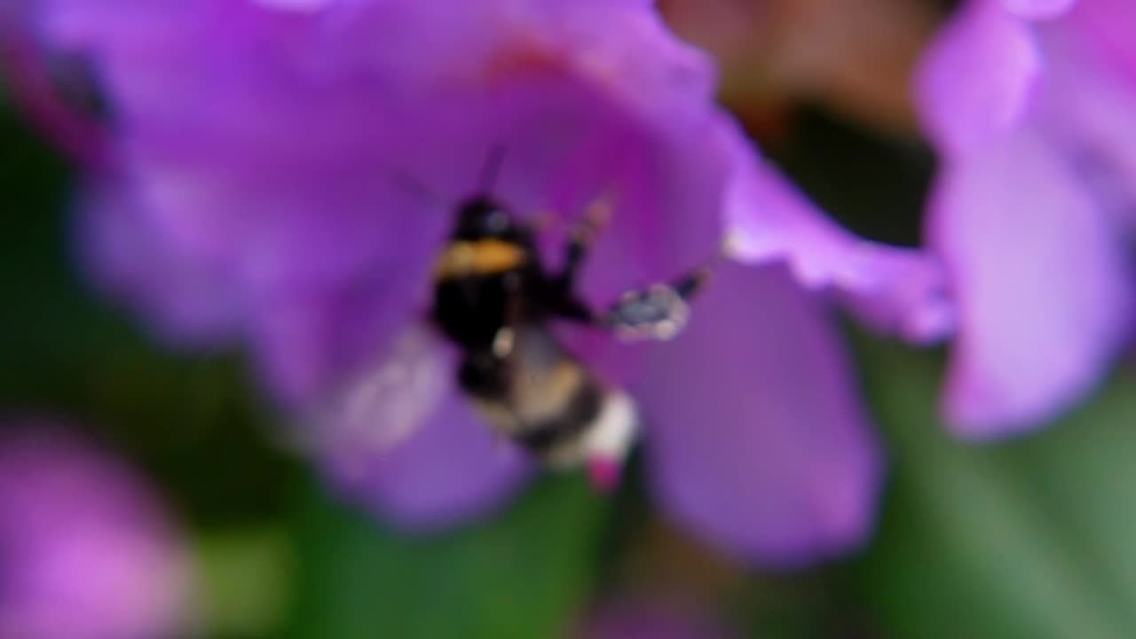 el abejorro volador polinizando la flor púrpura - toma macro