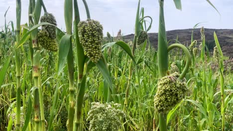 pan shot of corn farm ready to harvest in ibb yemen