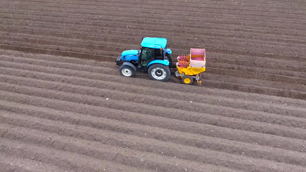 Trattore Blu che Pianta Patate in un Grande Campo Agricolo