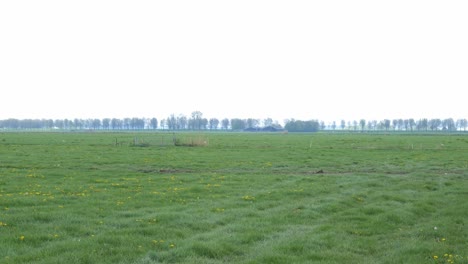 Rebaño-De-Vacas-Lecheras-Galopando-En-El-Pasto-Con-Hierba-Verde