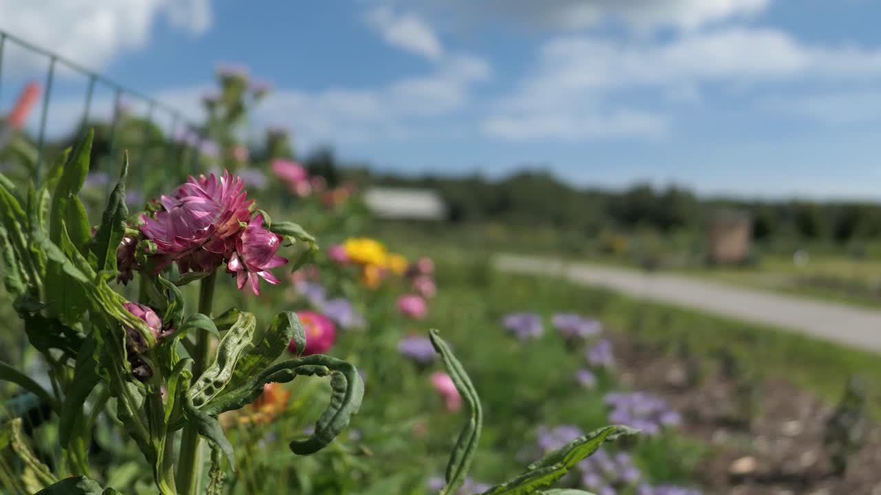 Strada di campagna con prato fiorito, bellissimi fiori campestri