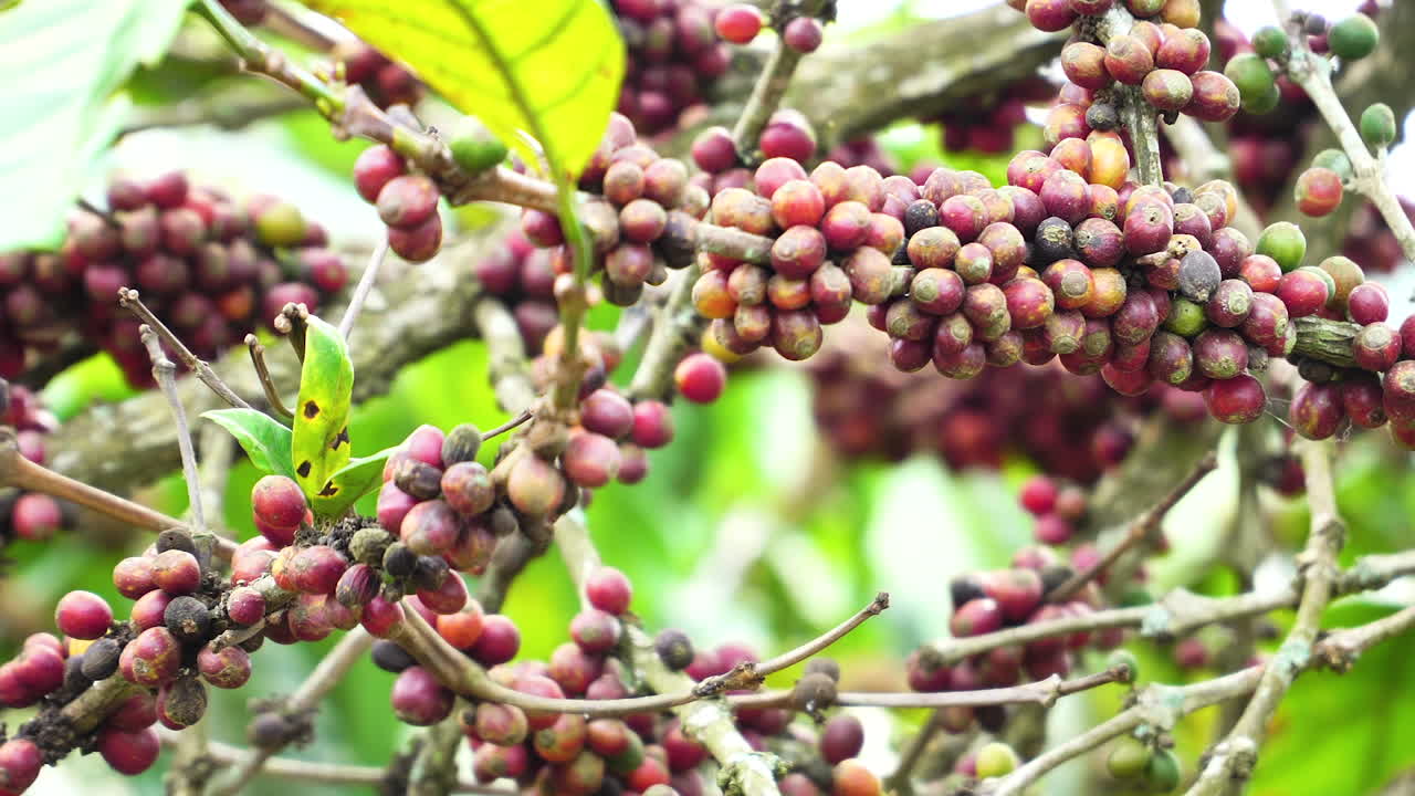 primer plano, planta de árbol frutal de café arábica rojo maduro que crece en la plantación de café