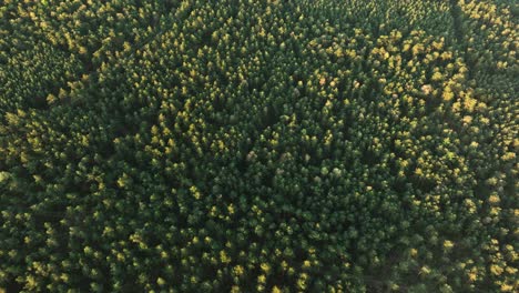 Vasta-Escena-Verde-De-Las-Copas-De-Los-árboles-Del-Bosque,-El-Veluwe