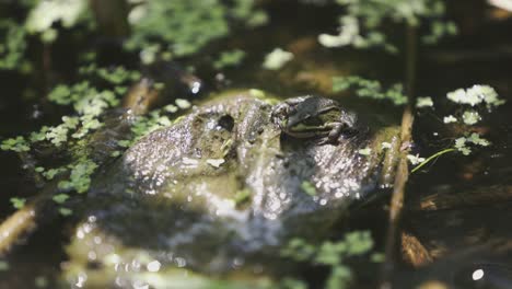 a little frog is resting on a bark when hiccups