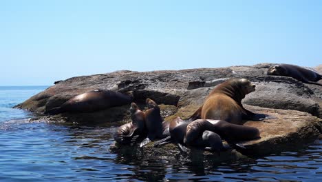 Familia-De-Leones-Marinos-Descansando-Sobre-Una-Roca-Junto-Al-Océano,-Isla-Coronado,-Loreto,-BCS,-México