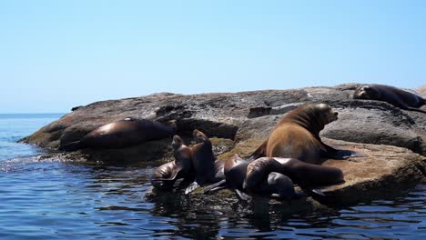 familia de leones marinos descansando en una roca junto al océano, isla coronado, loreto, bc, méxico