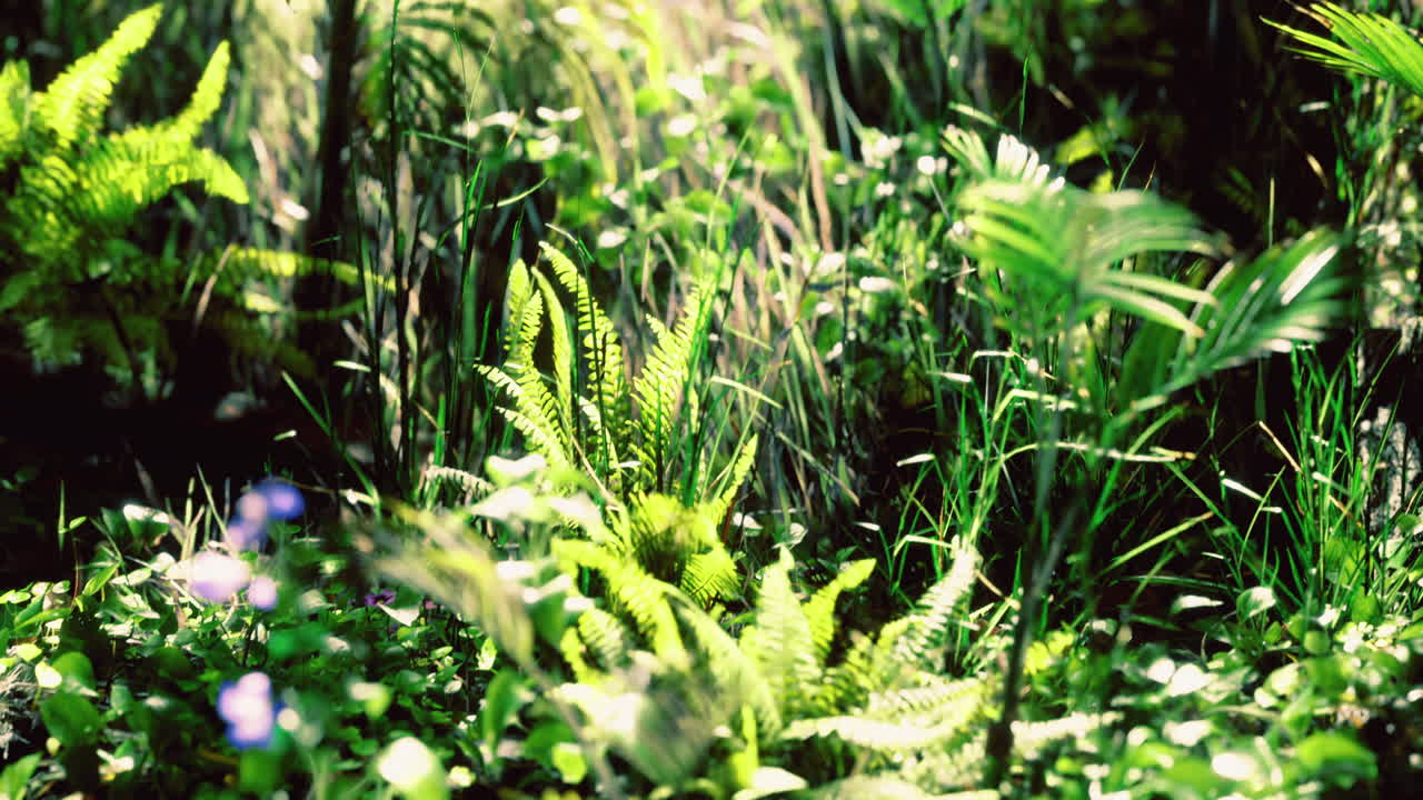 Lush green vegetation in a dense forest during daylight hours
