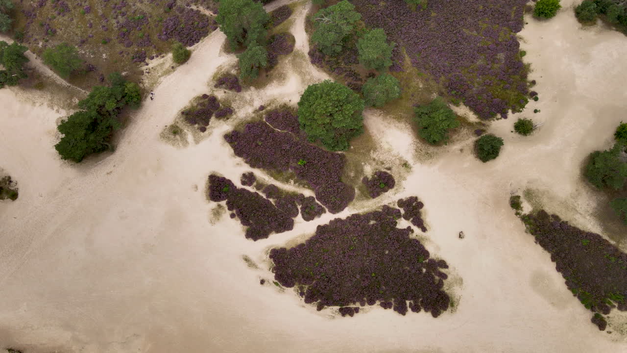 antena de arriba hacia abajo de campos de brezo púrpura en dunas de arena - levante