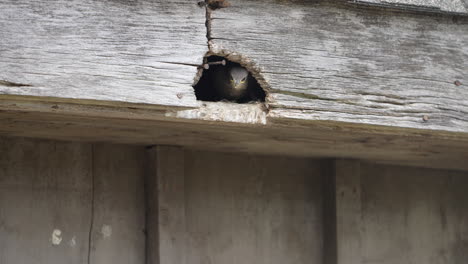 a fledgling starling pokes his head out from a barn rafter waiting for lunch