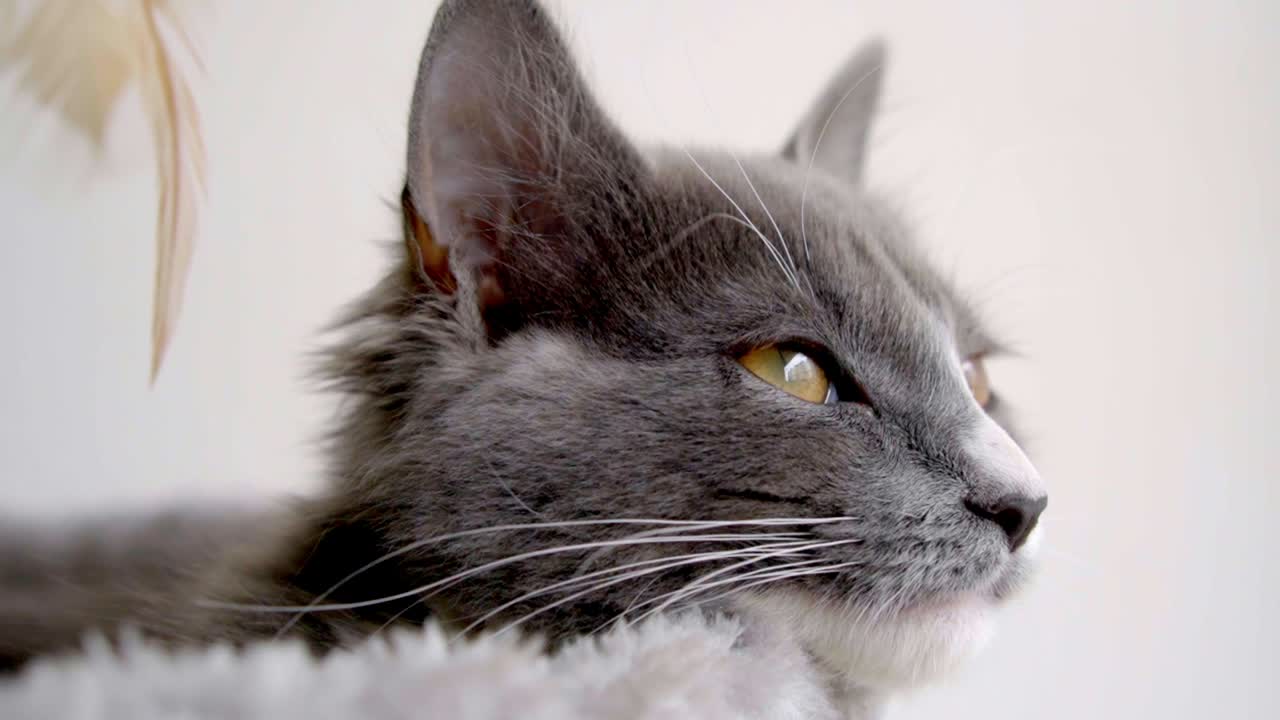 cerrar la vista de perfil de un gato gris con ojos amarillos, olfateando mientras intenta dormir