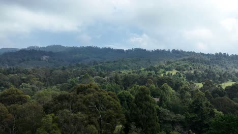 Video-Drone-De-Un-Bosque-En-Colombia