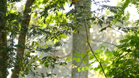 Colorful-exotic-bird,-moving-from-tree-branches,-in-a-Panama-tropical-forest