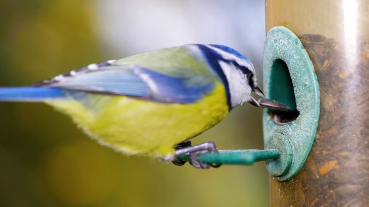 가까이에서 새 모이통으로 날아가 씨앗을 먹는 새의 hd 슈퍼 슬로우 모션 매크로 영상