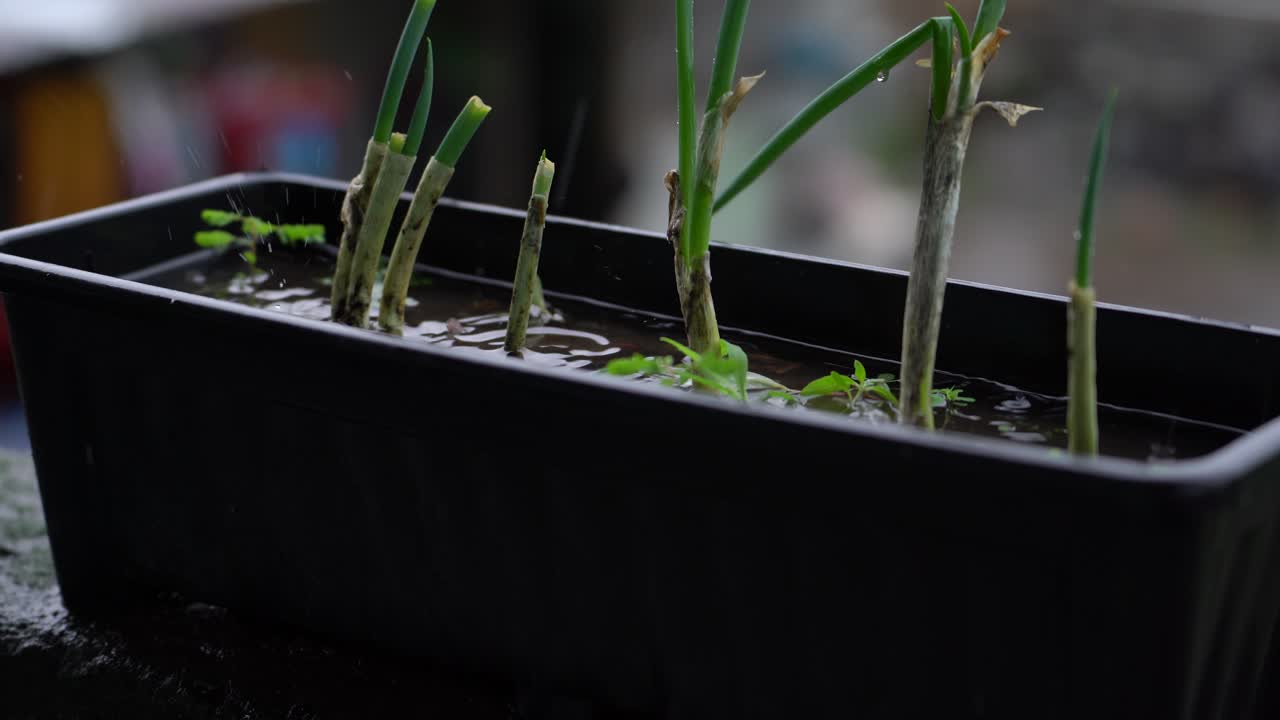 forti piogge e acqua stagnante nei vasi di fiori