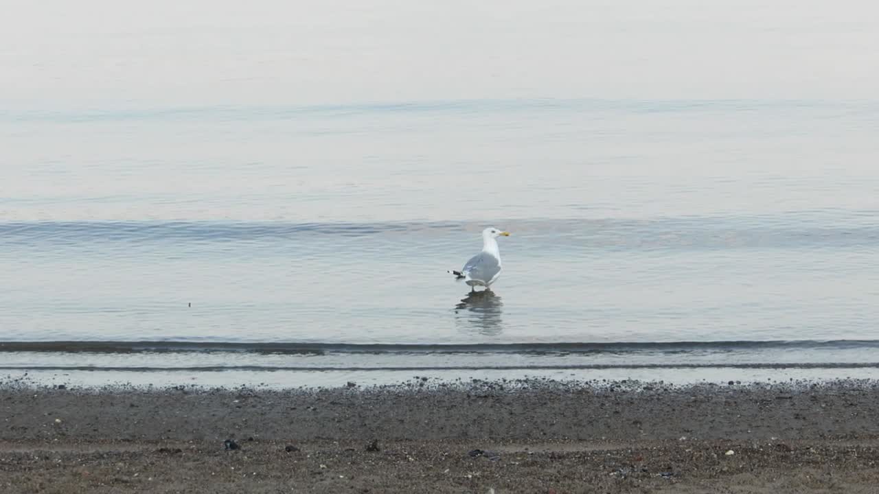 Seagull bathes in water and then walks offscreen