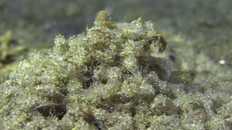 underwater-invasion:-hundreds-of-lined-sea-hares-crawl-over-aa-dead-crab-during-daylight,-completely-covering-it,-close-up-shot