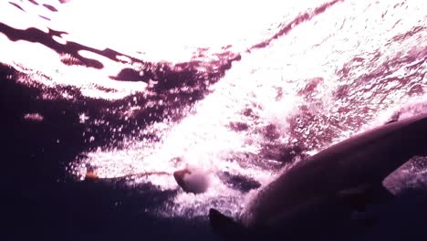 Great-White-Shark-Attack-And-Chase-The-Bait-Near-The-Cage-Under-The-Deep-Blue-Sea-In-Victoria,-Australia