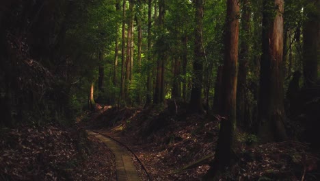 yakusugi land, pov shot walking through dark wooded forest of yakushima, japan