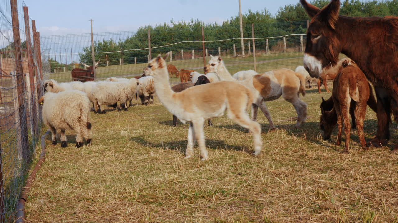 animales de la granja en un pasto