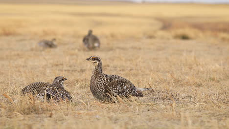 two sharp tailed grouse males performing lek, courtship ritual