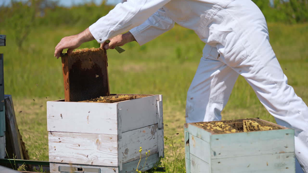 Farmer works near wooden beehive in summer. Bees flying over the hives. Apiarist in white protective suit inspects bees. Close-up.