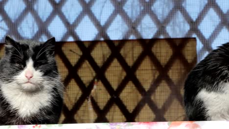 black and white cats are basking in the sun