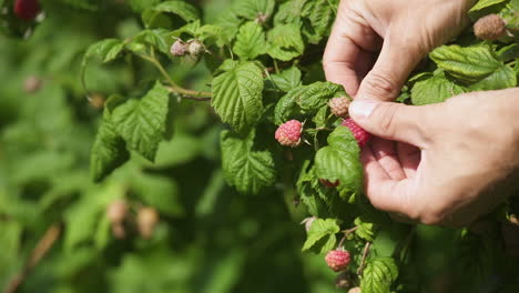 person collecting raspberries by hand from wild bush, closeup slow motion