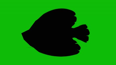 black fish silhouette on green background