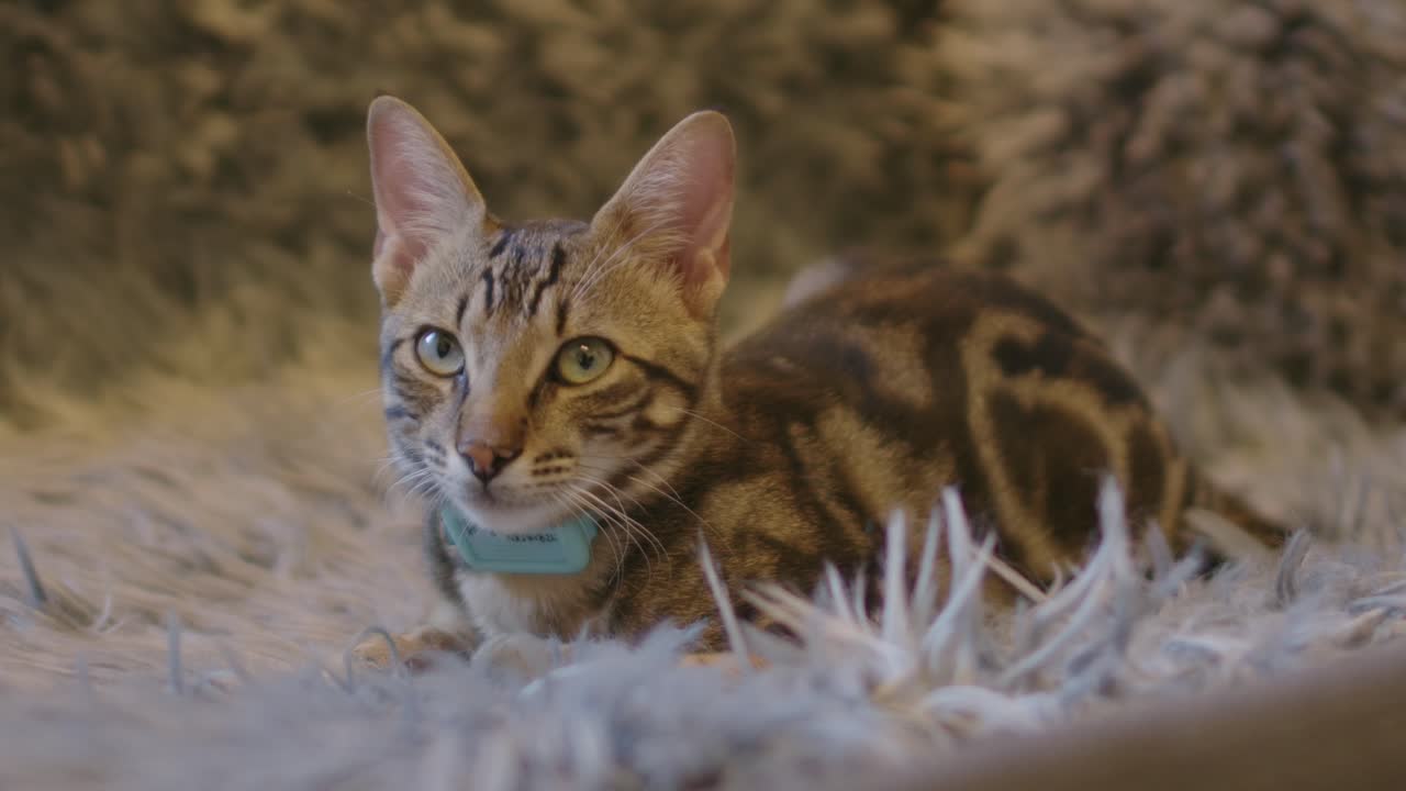 Static shot of a cat resting in a sofa.