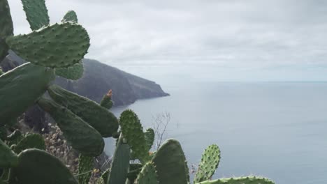 coastal view with cactus and cliffs